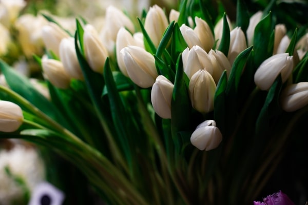 Gallery-Image